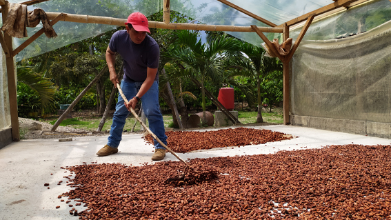 valutazione impact impatto cocoa cacao SROI Ecuador Manabì